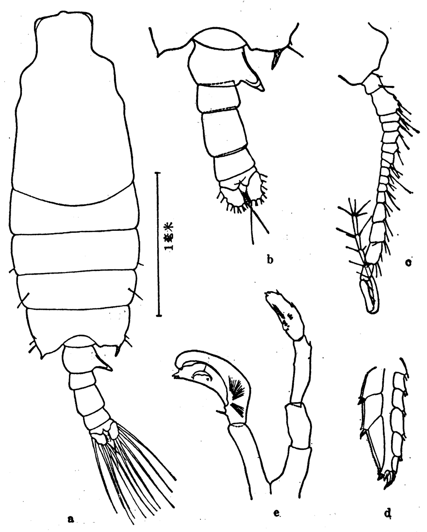 Espèce Candacia longimana - Planche 6 de figures morphologiques