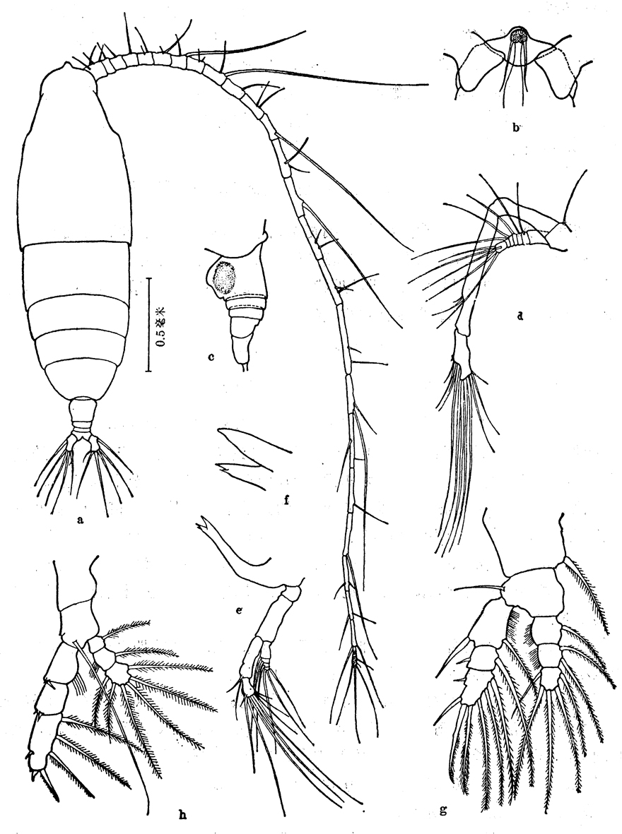 Espce Haloptilus longicornis - Planche 10 de figures morphologiques