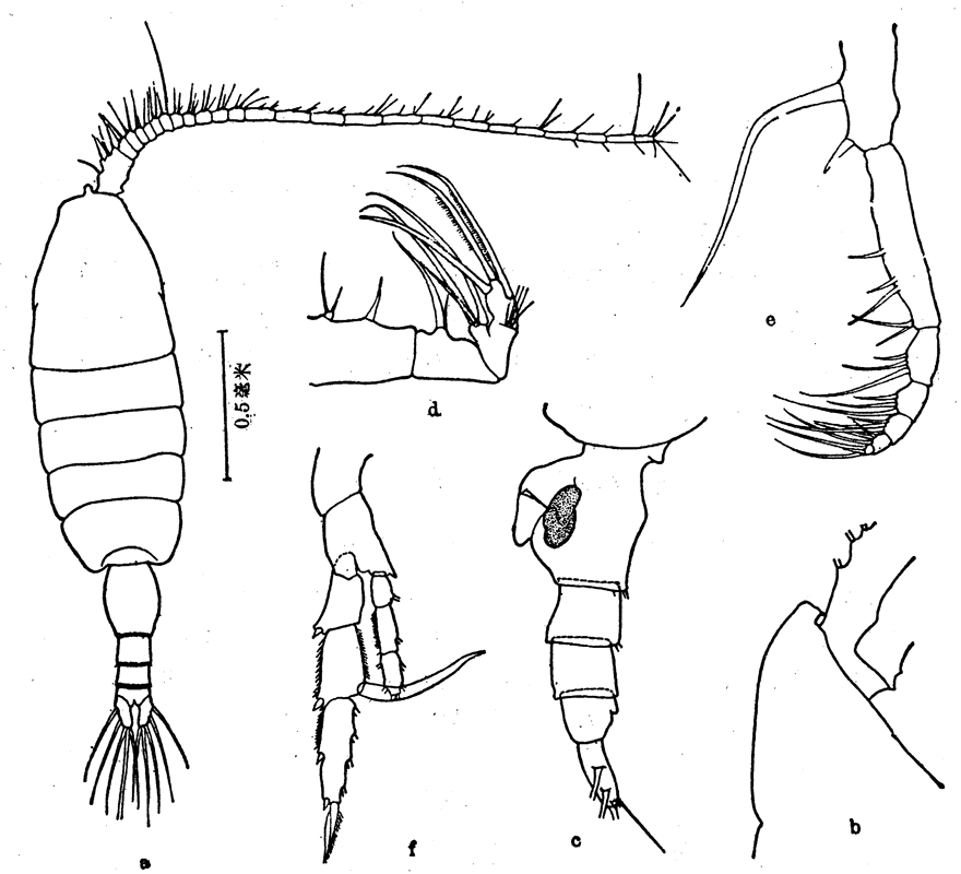 Species Heterorhabdus papilliger - Plate 8 of morphological figures