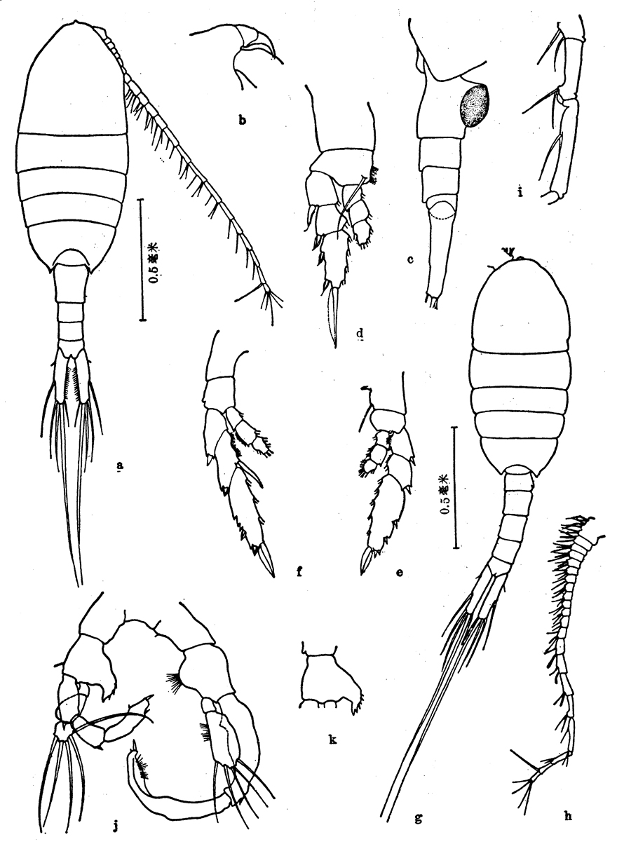 Species Lucicutia flavicornis - Plate 10 of morphological figures