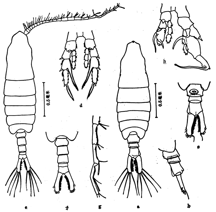 Espce Centropages calaninus - Planche 6 de figures morphologiques