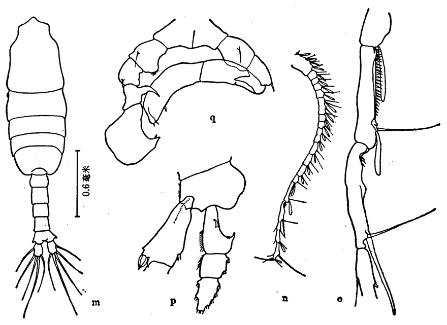 Species Pleuromamma robusta - Plate 8 of morphological figures