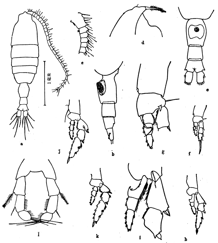 Species Pleuromamma robusta - Plate 7 of morphological figures