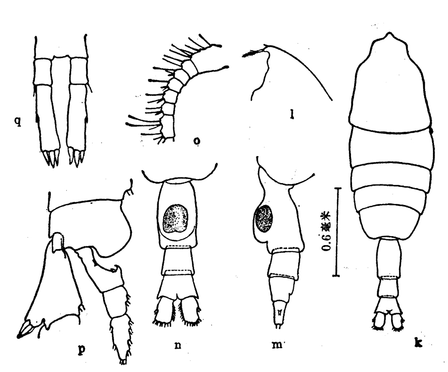 Espce Pleuromamma gracilis - Planche 8 de figures morphologiques