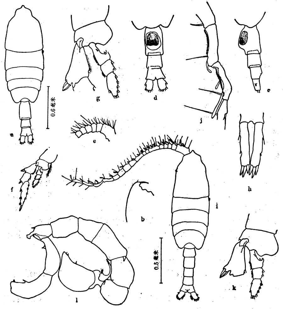 Species Pleuromamma gracilis - Plate 7 of morphological figures