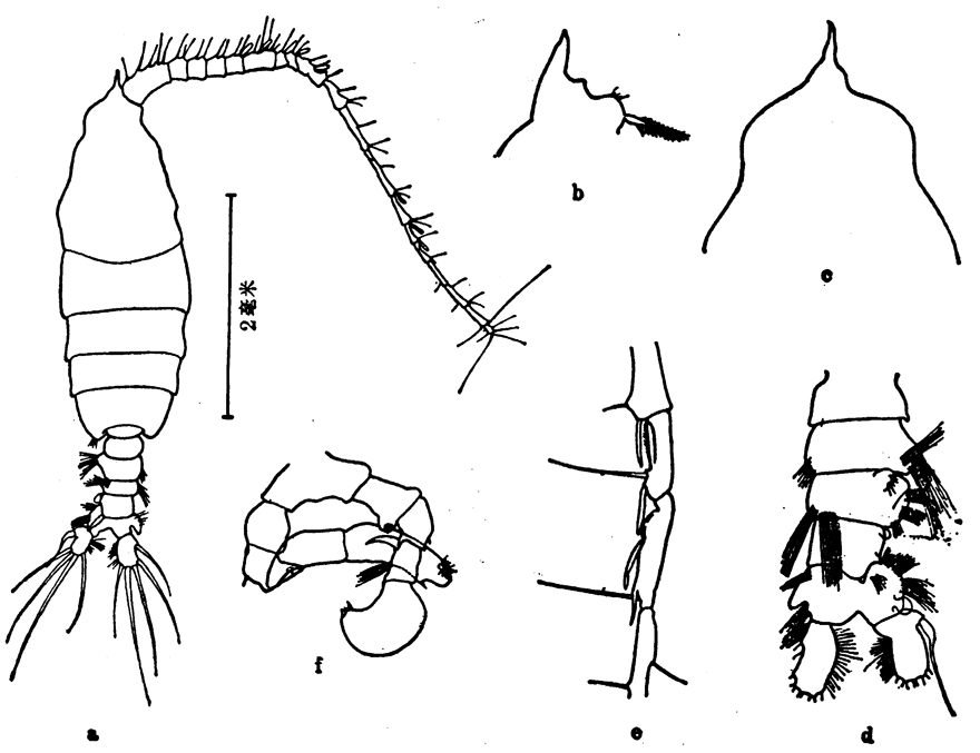 Species Pleuromamma xiphias - Plate 26 of morphological figures