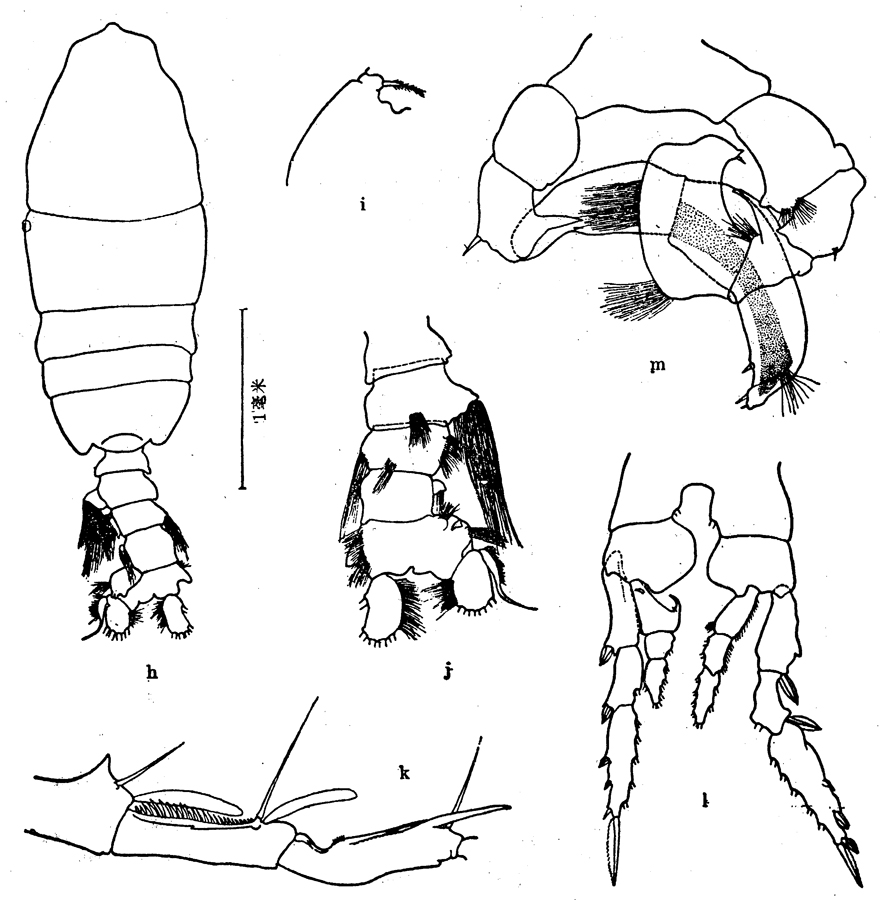 Species Pleuromamma abdominalis - Plate 9 of morphological figures
