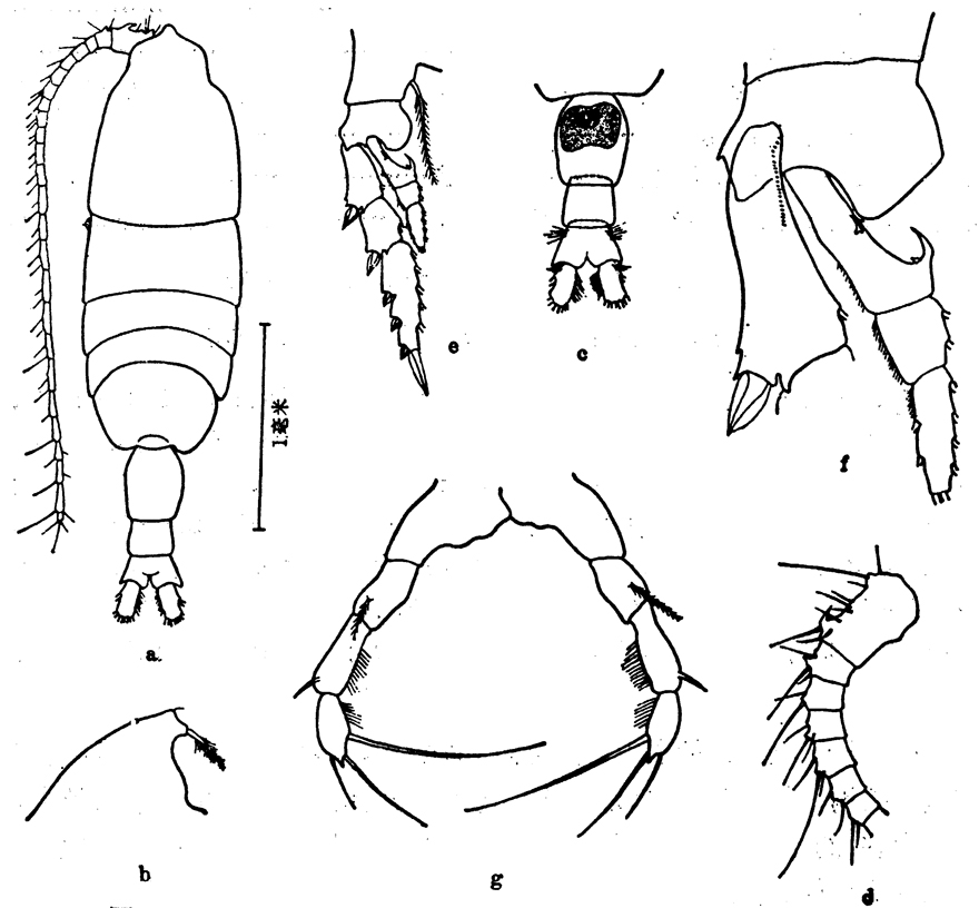 Espèce Pleuromamma abdominalis - Planche 8 de figures morphologiques