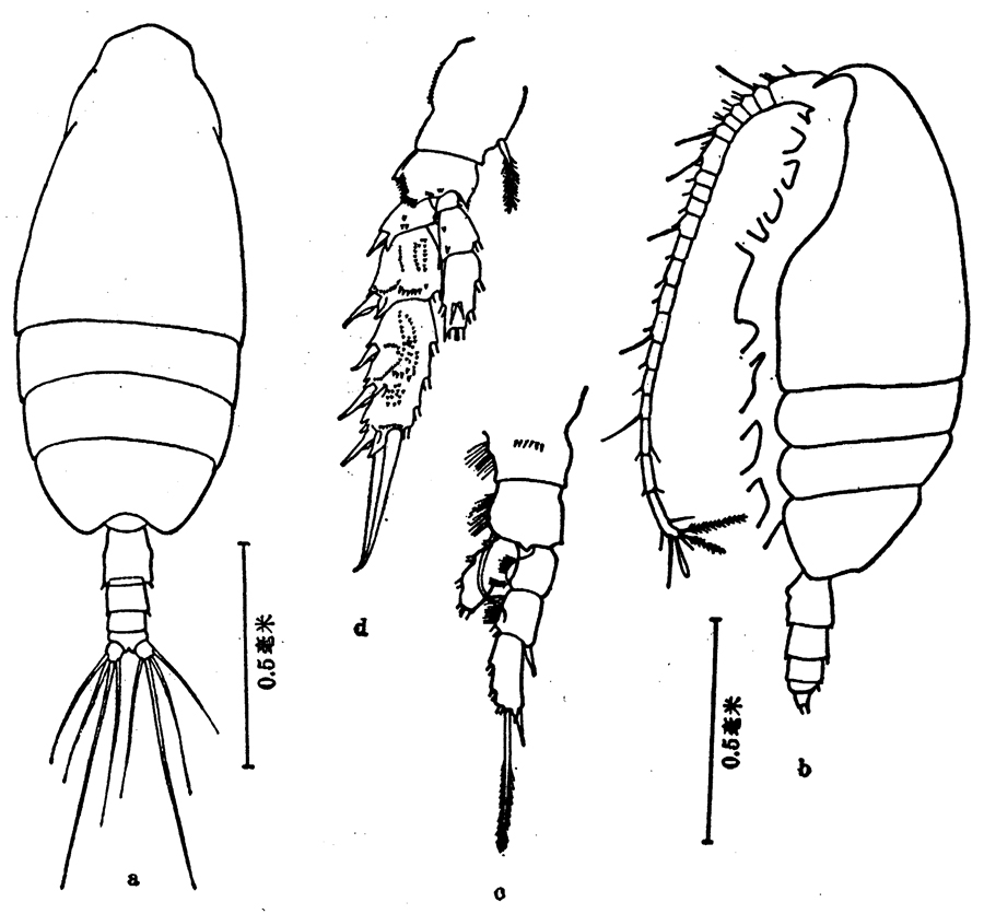 Espce Scolecithricella nicobarica - Planche 3 de figures morphologiques