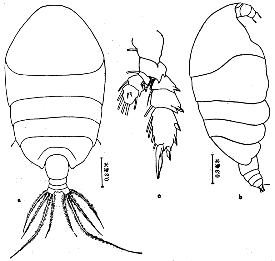 Espèce Phaenna spinifera - Planche 12 de figures morphologiques