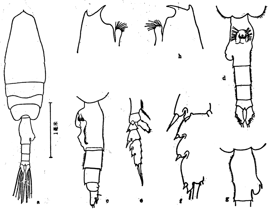 Espce Euchaeta longicornis - Planche 4 de figures morphologiques