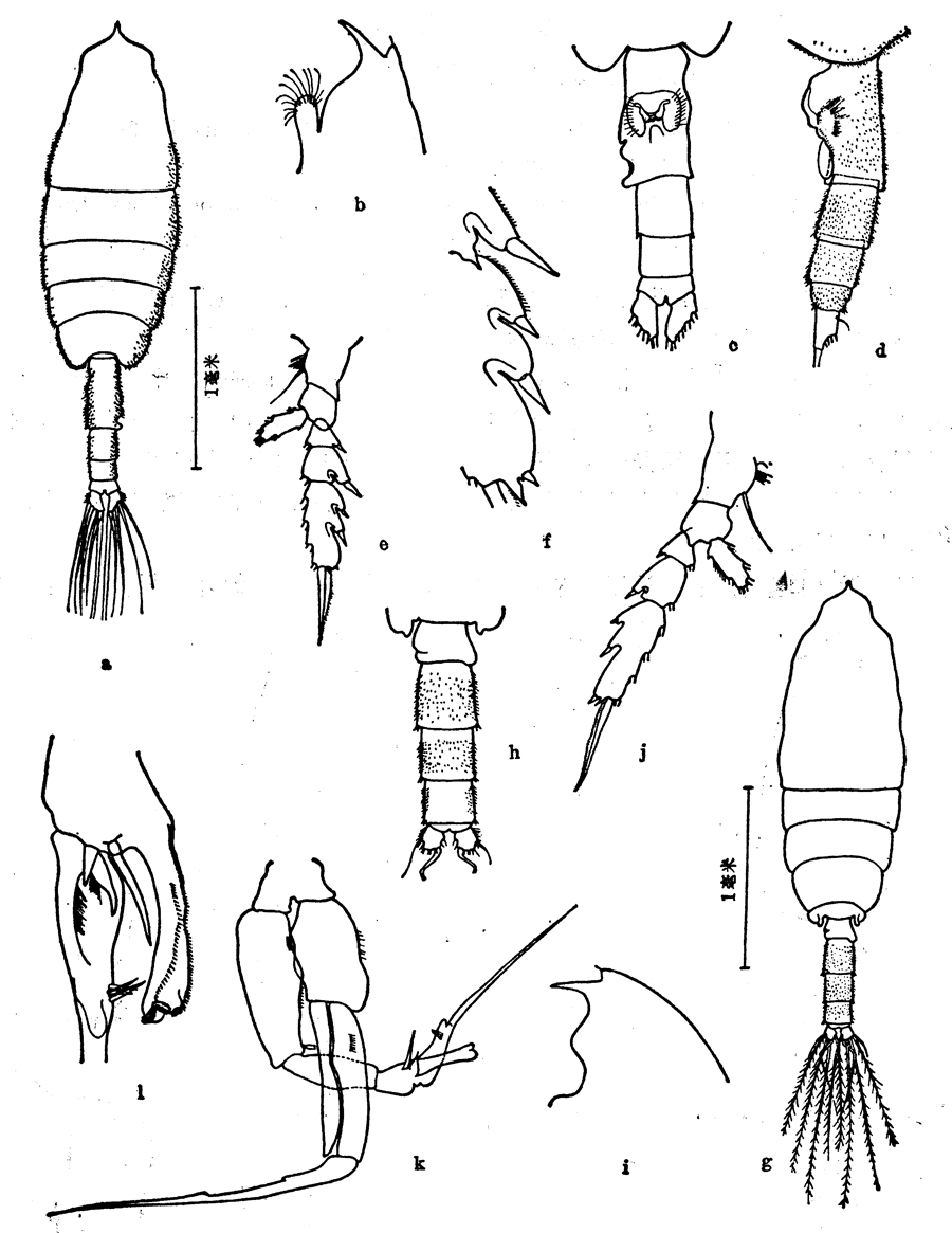 Species Euchaeta indica - Plate 5 of morphological figures