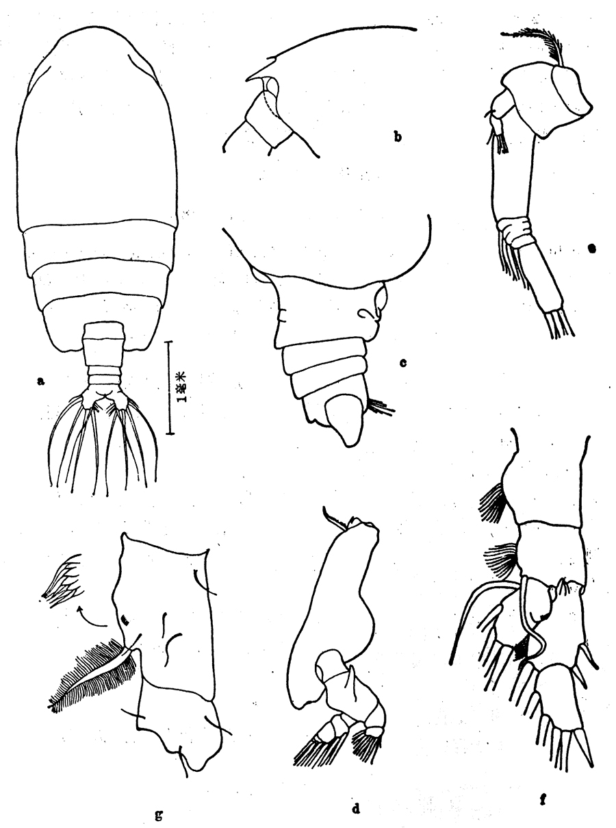 Species Euchirella amoena - Plate 4 of morphological figures