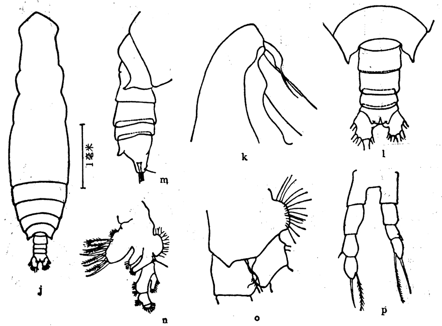 Espce Eucalanus elongatus - Planche 6 de figures morphologiques
