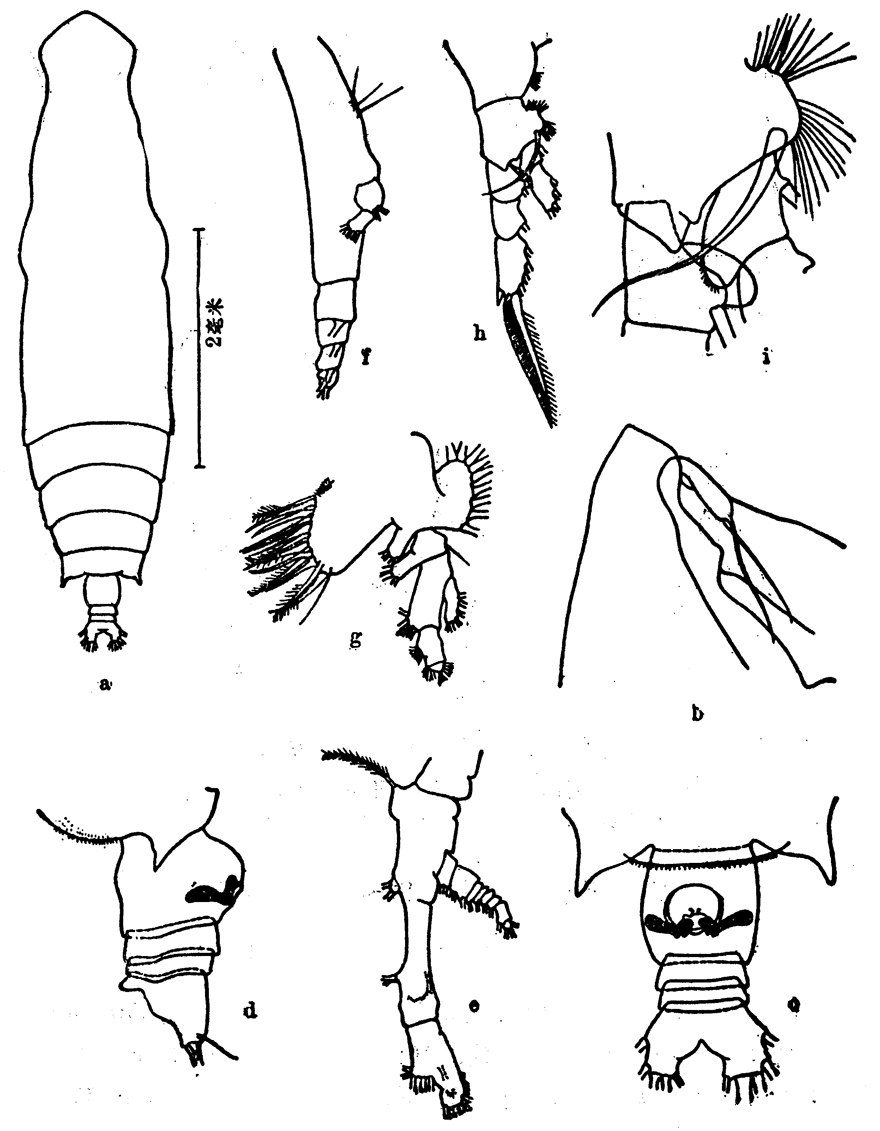 Espce Eucalanus elongatus - Planche 5 de figures morphologiques