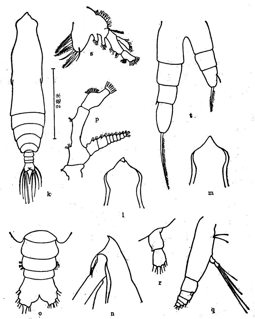Species Pareucalanus attenuatus - Plate 13 of morphological figures