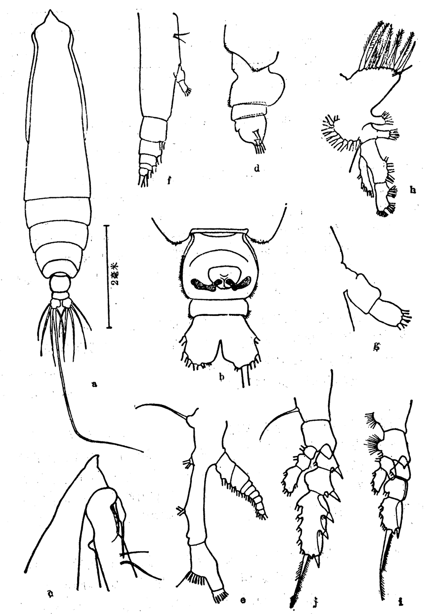 Species Pareucalanus attenuatus - Plate 12 of morphological figures