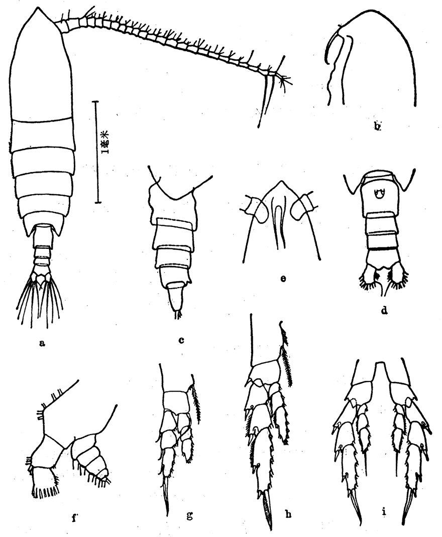 Species Calanoides carinatus - Plate 6 of morphological figures