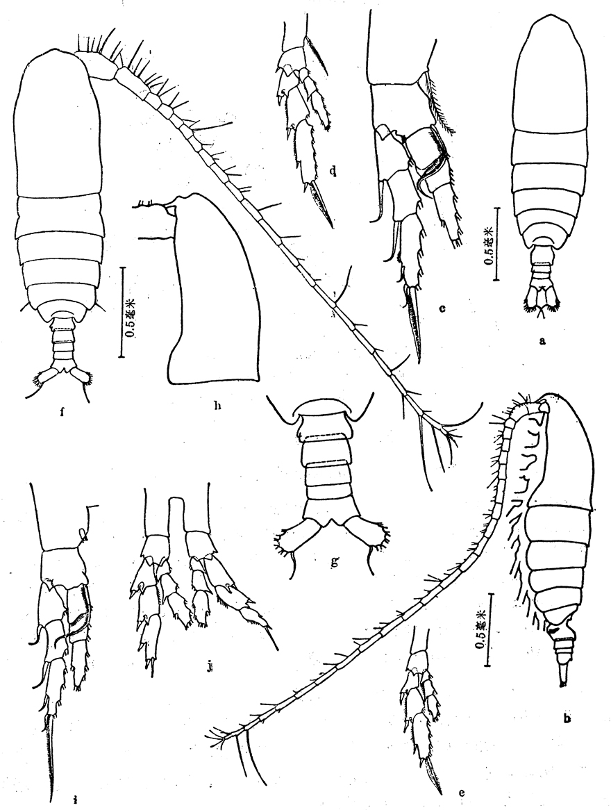 Species Mesocalanus tenuicornis - Plate 9 of morphological figures