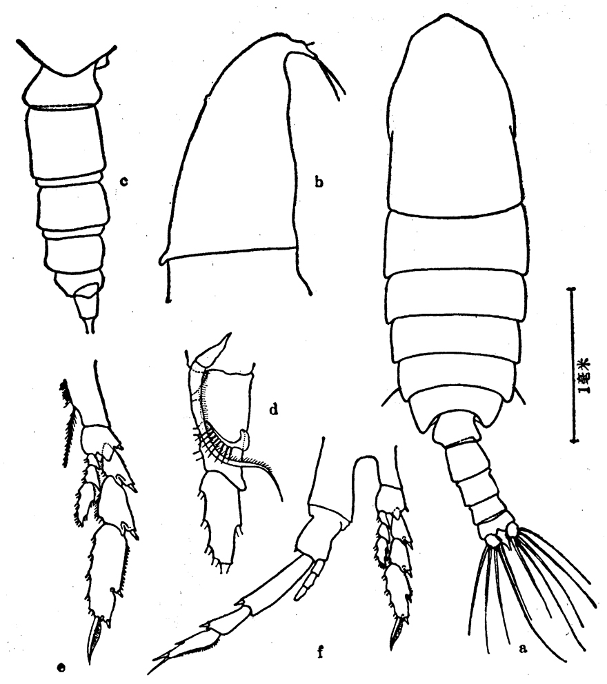 Espèce Neocalanus robustior - Planche 9 de figures morphologiques
