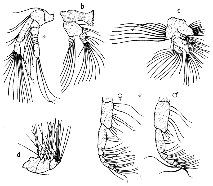 Species Calanus finmarchicus - Plate 10 of morphological figures