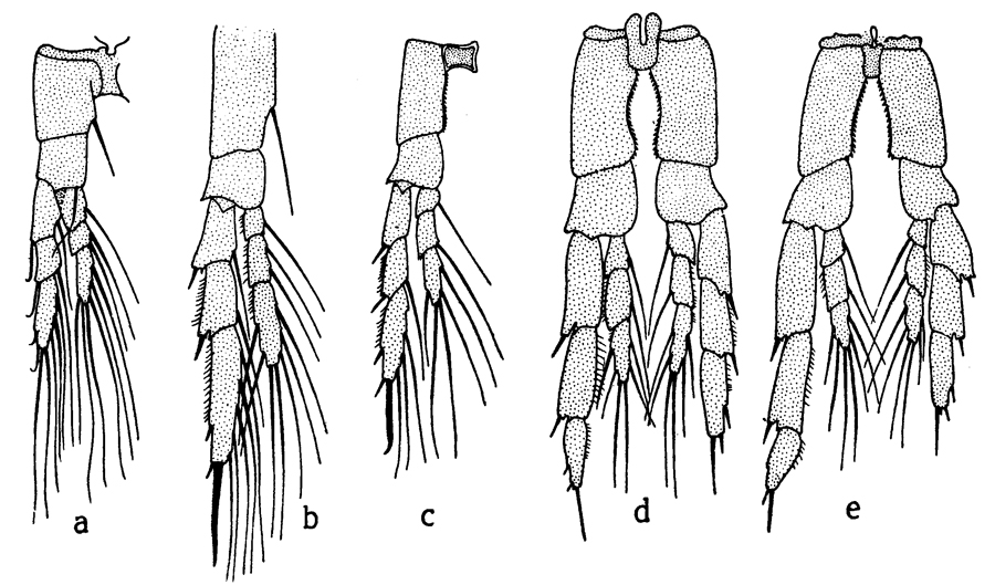 Species Calanus finmarchicus - Plate 11 of morphological figures