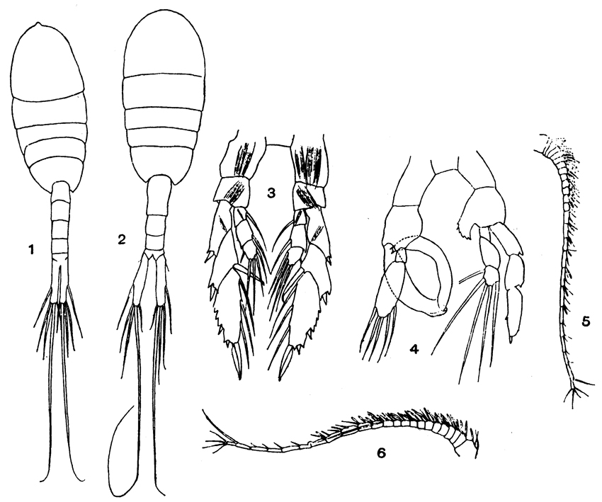 Species Lucicutia flavicornis - Plate 11 of morphological figures