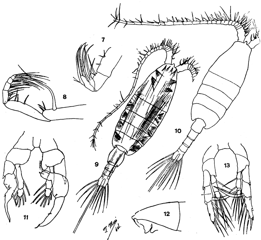 Species Heterorhabdus papilliger - Plate 9 of morphological figures