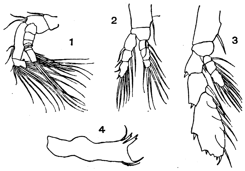 Species Heterorhabdus papilliger - Plate 10 of morphological figures