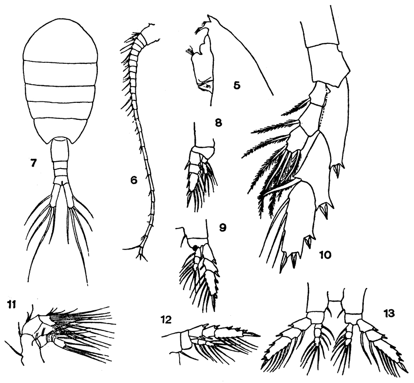 Species Lucicutia gaussae - Plate 8 of morphological figures
