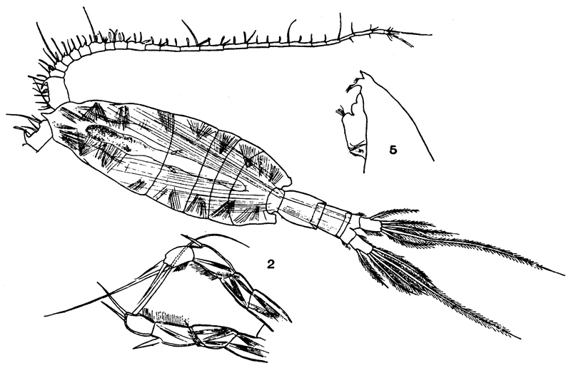 Species Pleuromamma xiphias - Plate 27 of morphological figures