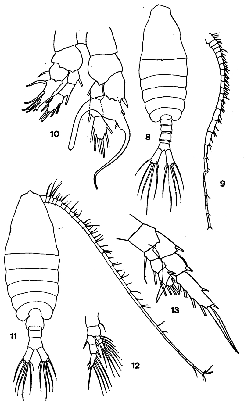 Espèce Centropages bradyi - Planche 7 de figures morphologiques