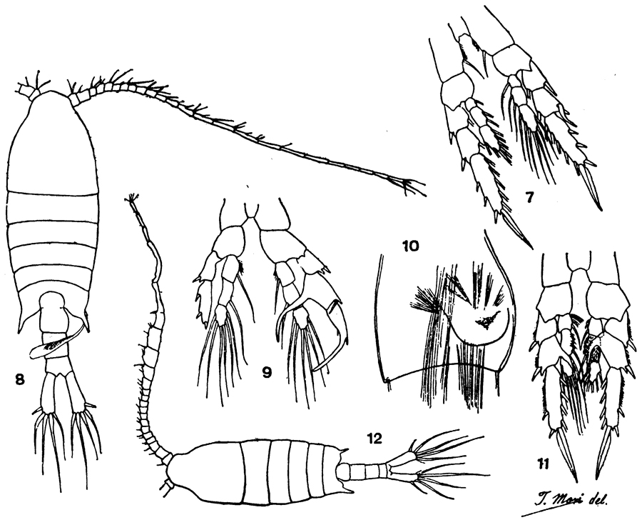 Espèce Centropages tenuiremis - Planche 8 de figures morphologiques