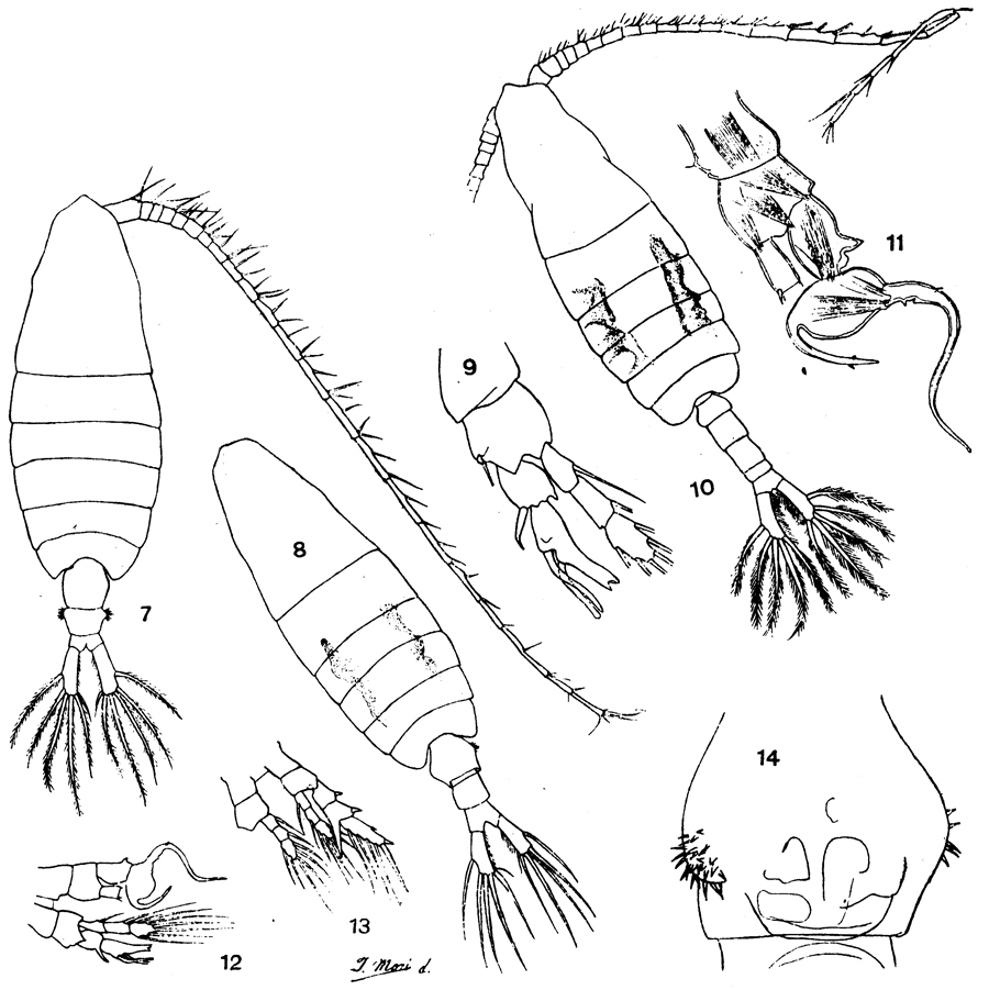Species Centropages violaceus - Plate 2 of morphological figures