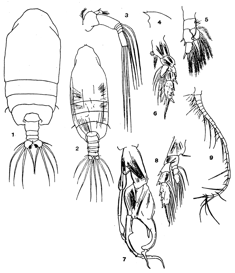 Espce Euchirella amoena - Planche 5 de figures morphologiques