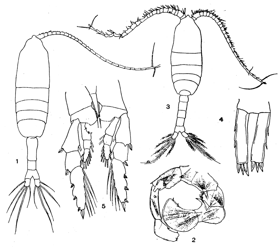 Species Pleuromamma gracilis - Plate 9 of morphological figures
