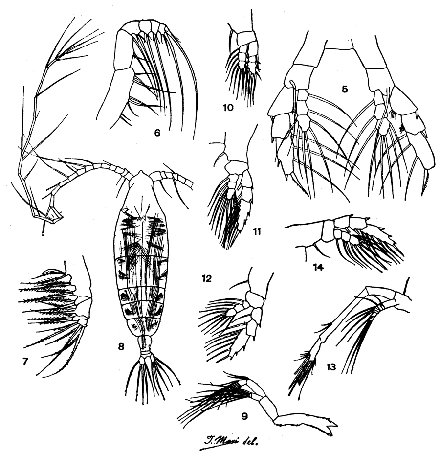 Species Haloptilus longicornis - Plate 11 of morphological figures