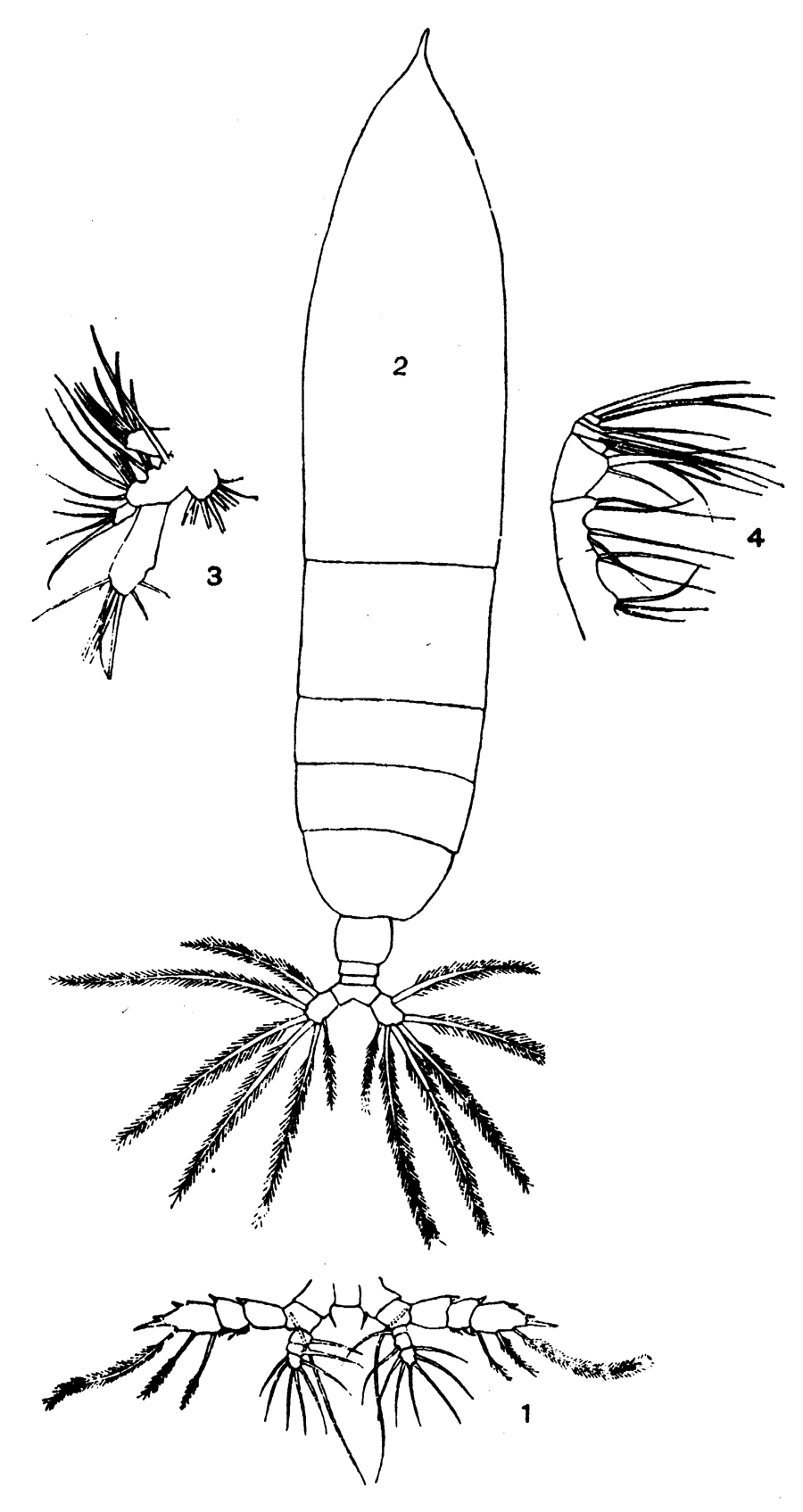 Espce Haloptilus acutifrons - Planche 4 de figures morphologiques