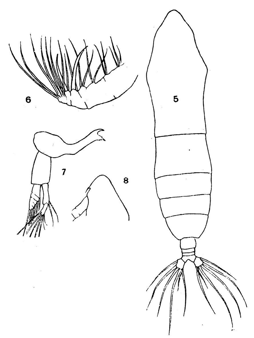 Espèce Haloptilus ornatus - Planche 7 de figures morphologiques