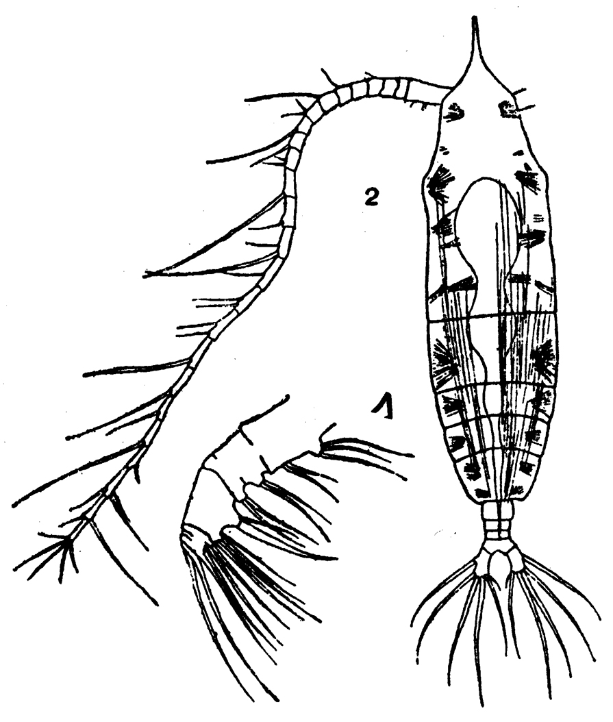 Species Haloptilus oxycephalus - Plate 10 of morphological figures
