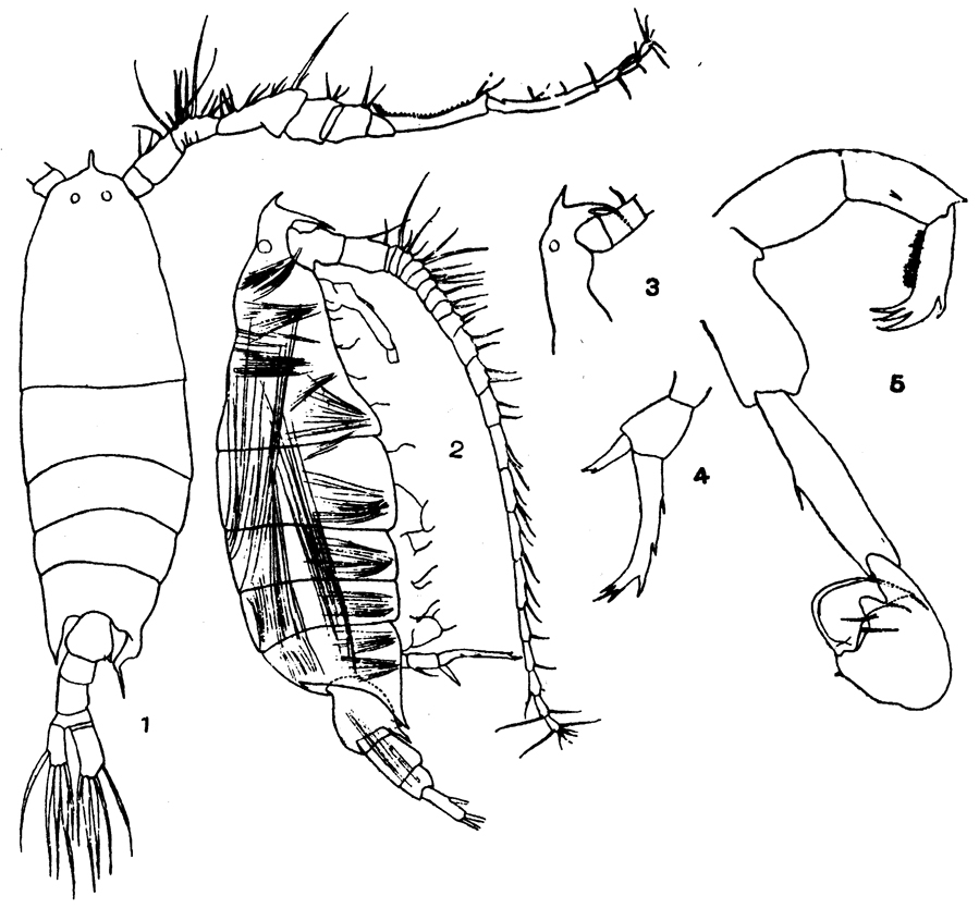 Species Labidocera acuta - Plate 12 of morphological figures
