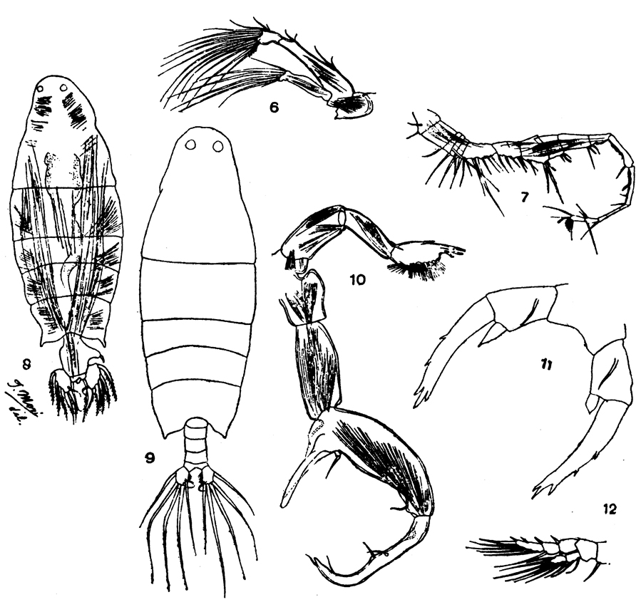 Species Labidocera pavo - Plate 6 of morphological figures