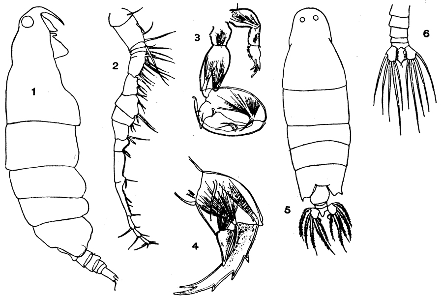Species Labidocera detruncata - Plate 10 of morphological figures