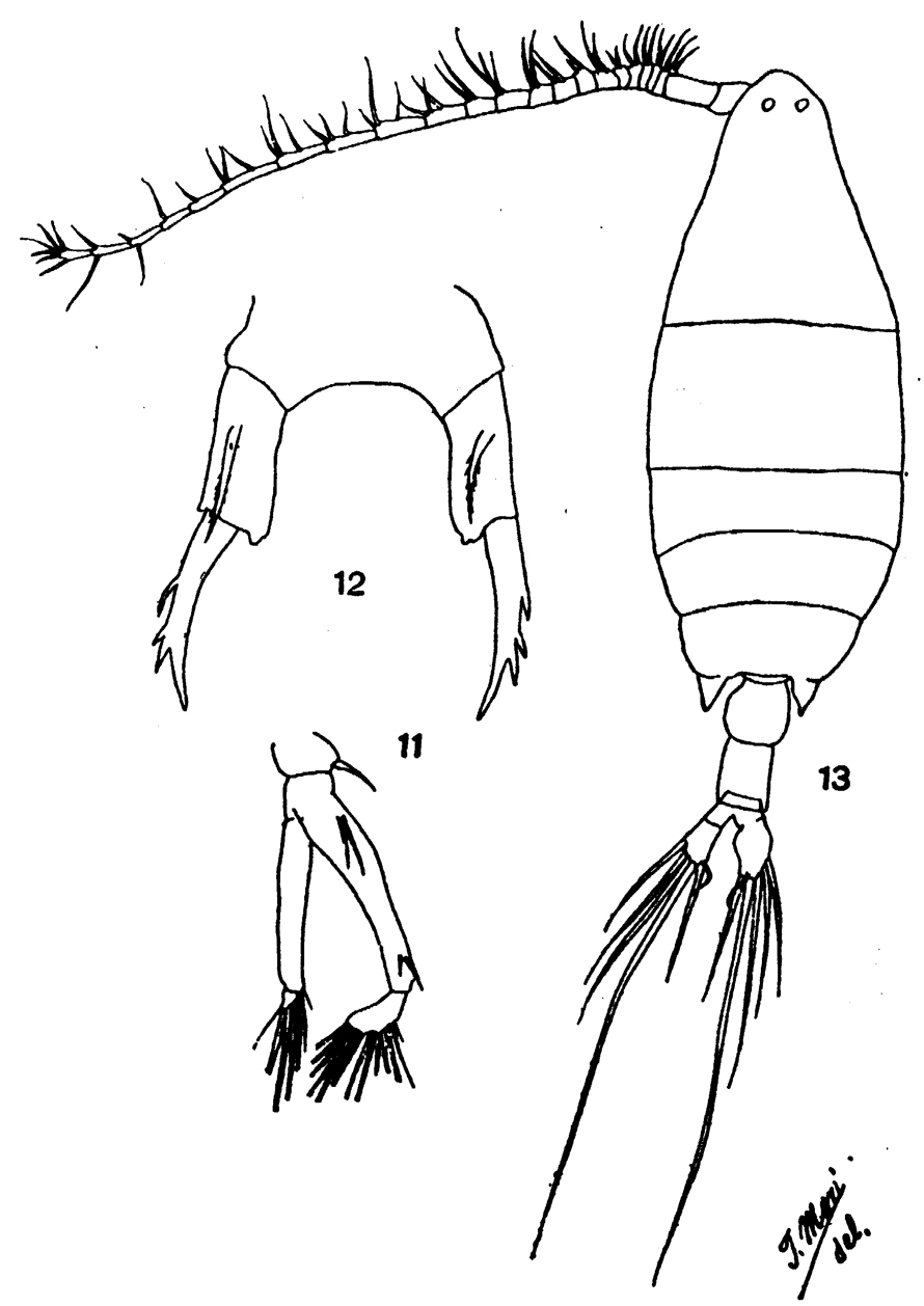 Species Labidocera euchaeta - Plate 8 of morphological figures