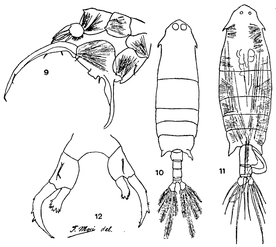 Species Labidocera japonica - Plate 5 of morphological figures