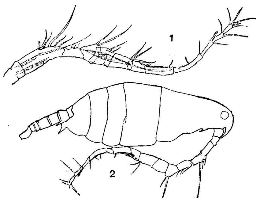 Species Labidocera japonica - Plate 6 of morphological figures