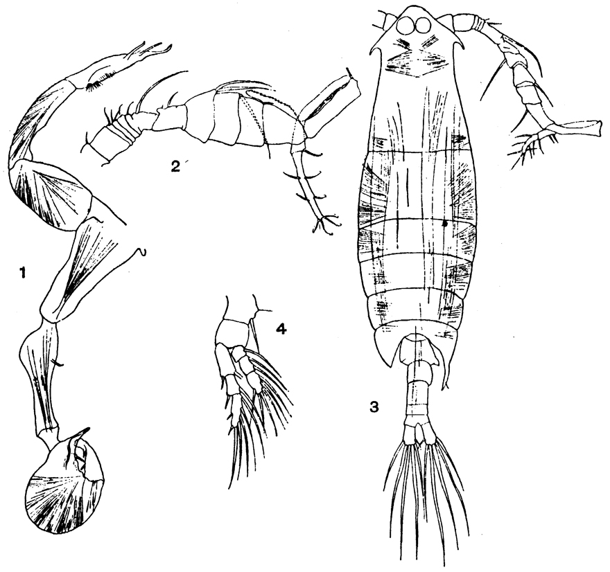 Espce Epilabidocera longipedata - Planche 7 de figures morphologiques