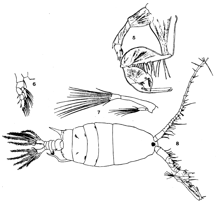 Espèce Pontellopsis armata - Planche 9 de figures morphologiques