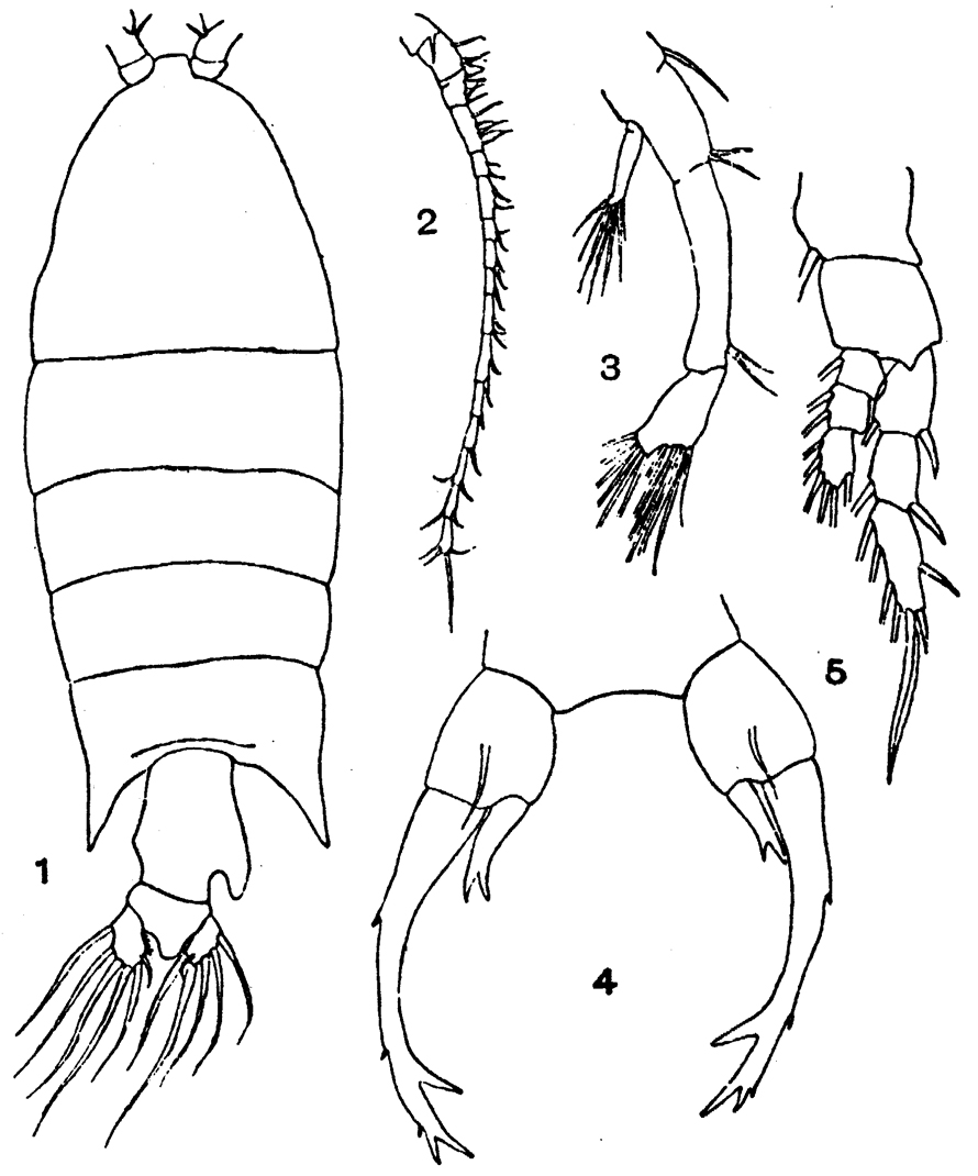 Espèce Pontellopsis perspicax - Planche 7 de figures morphologiques
