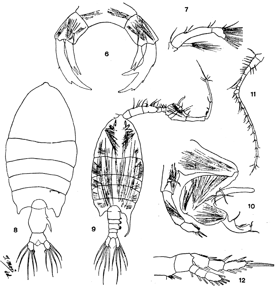 Species Pontellopsis tenuicauda - Plate 6 of morphological figures